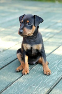 Hundehaftpflicht Dobermann