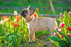 Hundehaftpflicht Französische Bulldogge Hundehaftpflicht Französische Bulldogge