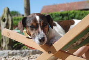 Hundehaftpflicht Jack Russell Terrier