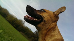 Hundehaftpflicht online abschließen Hundehaftpflicht online abschließen