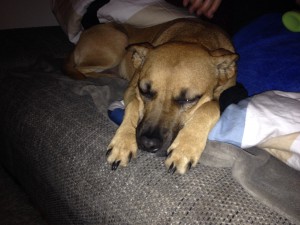 Ammerländer Hundehaftpflicht Ammerländer Hundehaftpflicht