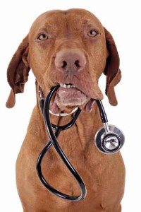 Hundekrankenversicherung Test 2017 Hundekrankenversicherung Test