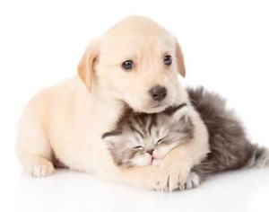 golden retriever puppy dog hugging british cat. isolated