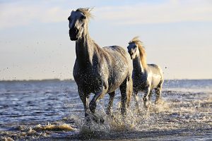 Pferdehaftpflichtversicherung Test 2017